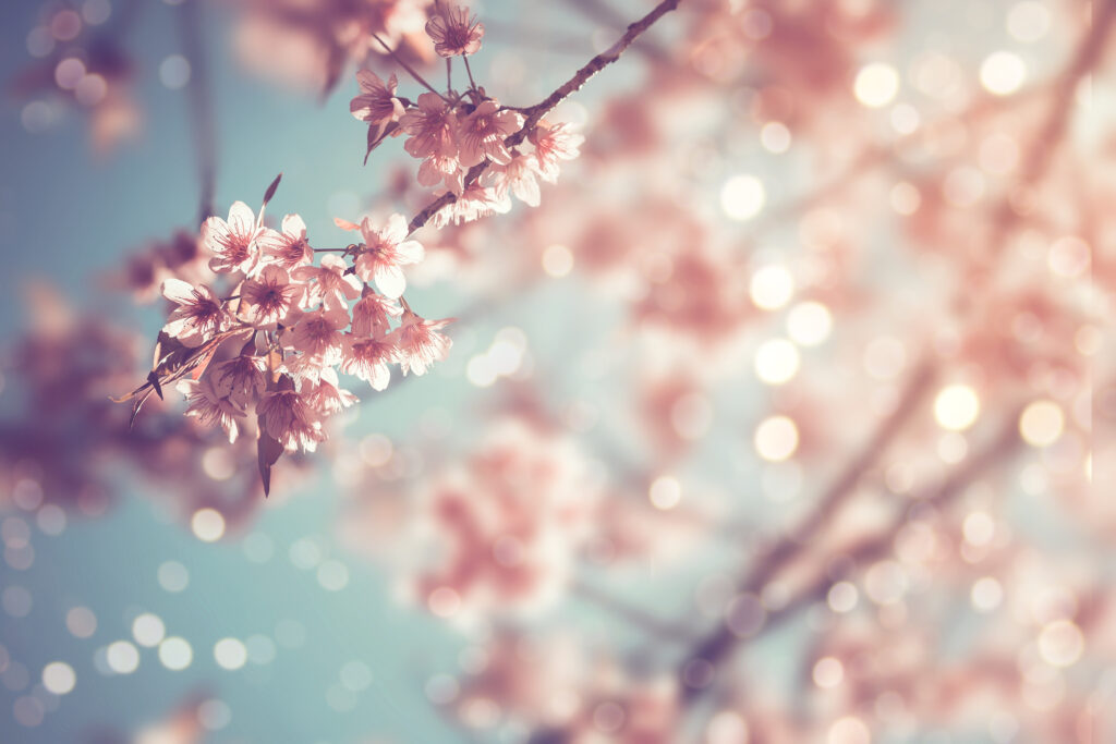 Kirsikankukkia kevätauringossa. Kuva: AdobeStock