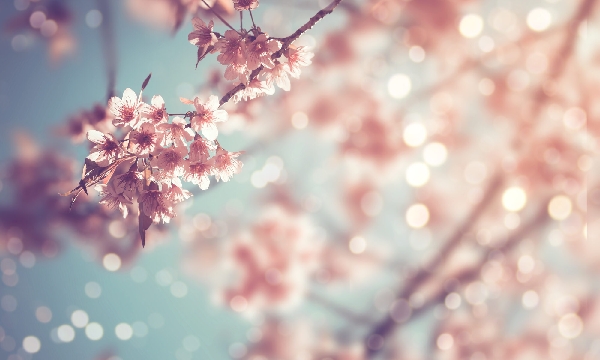 Kirsikankukkia kevätauringossa. Kuva: AdobeStock