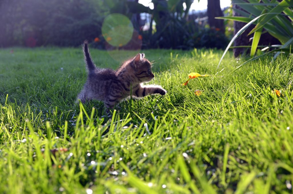 Kissa nurmikolla