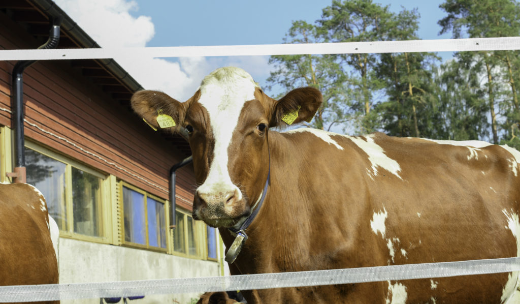 Lehmä tuijottaa kameraan aitalankojen välistä.