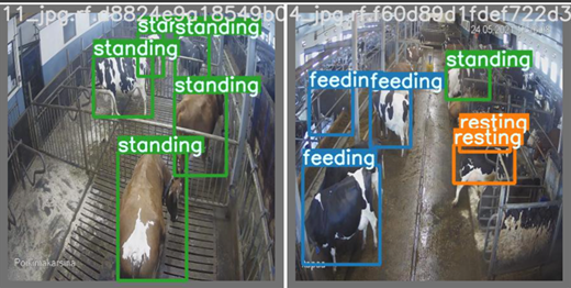 Cows position recognised by the machine vision