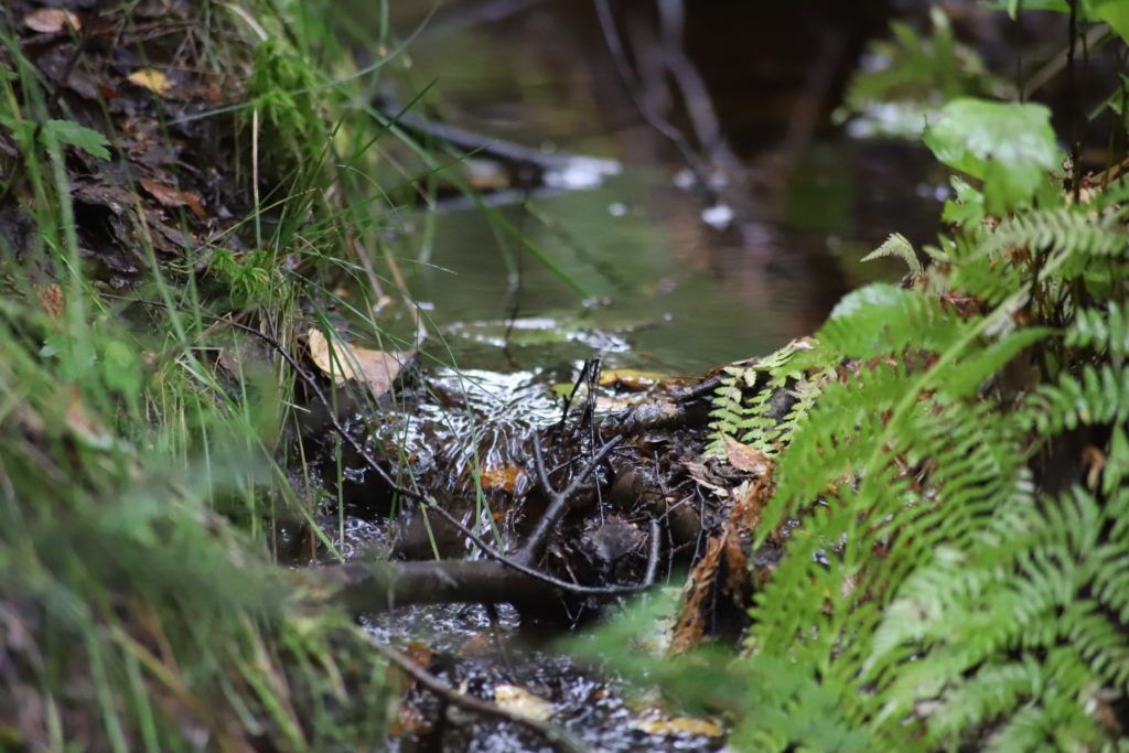 Running water in the nature