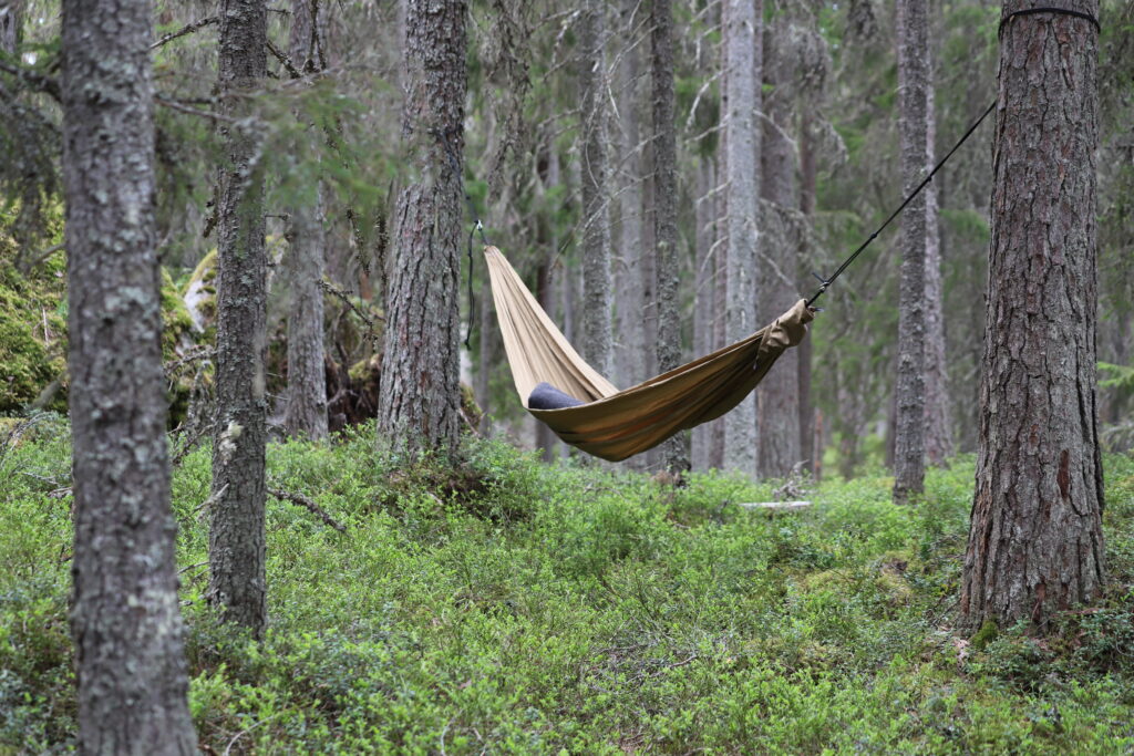 A hammock in a forest
