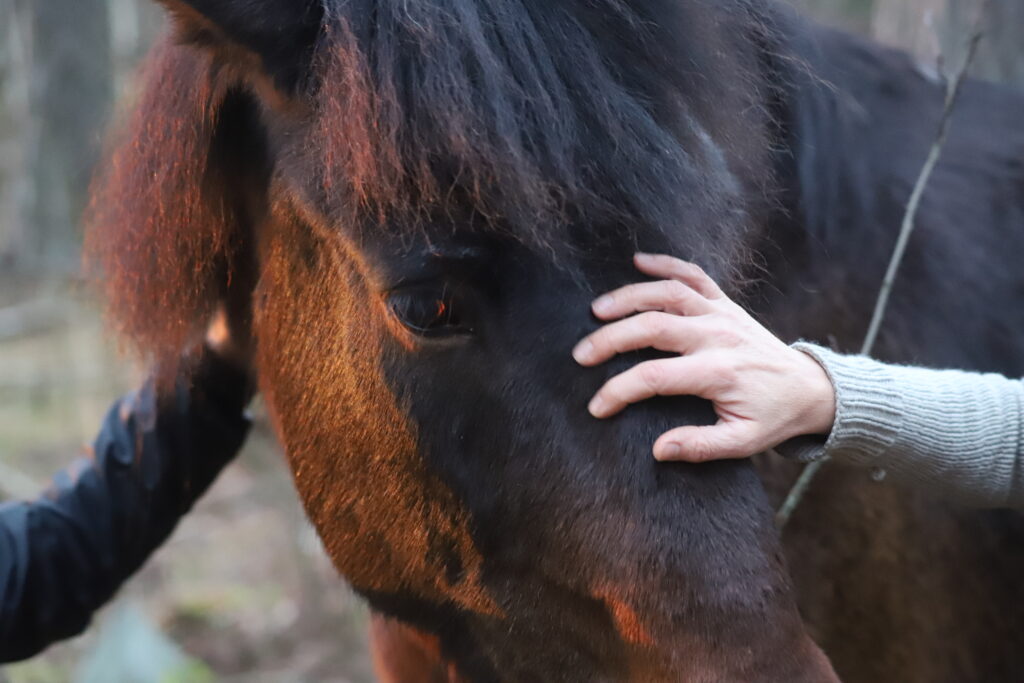 A hand stroking a horse.