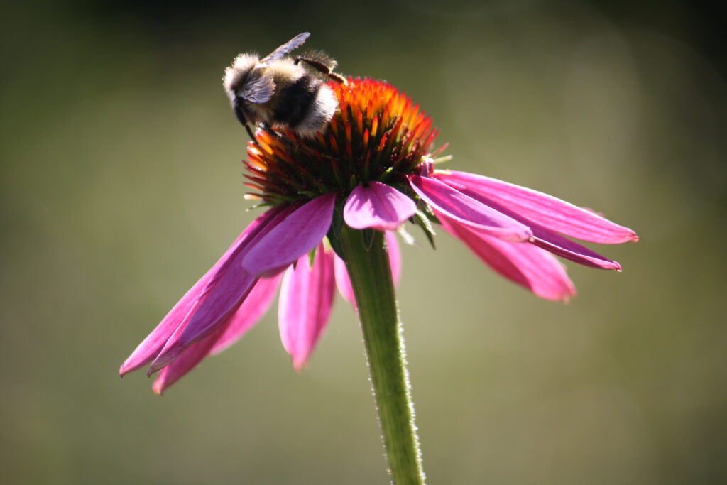 A bumblebee on a flower.