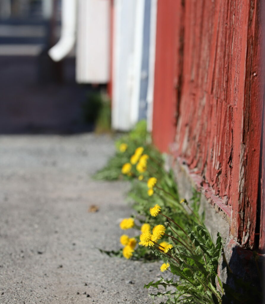 Dandelions next to a red wall and pavement.