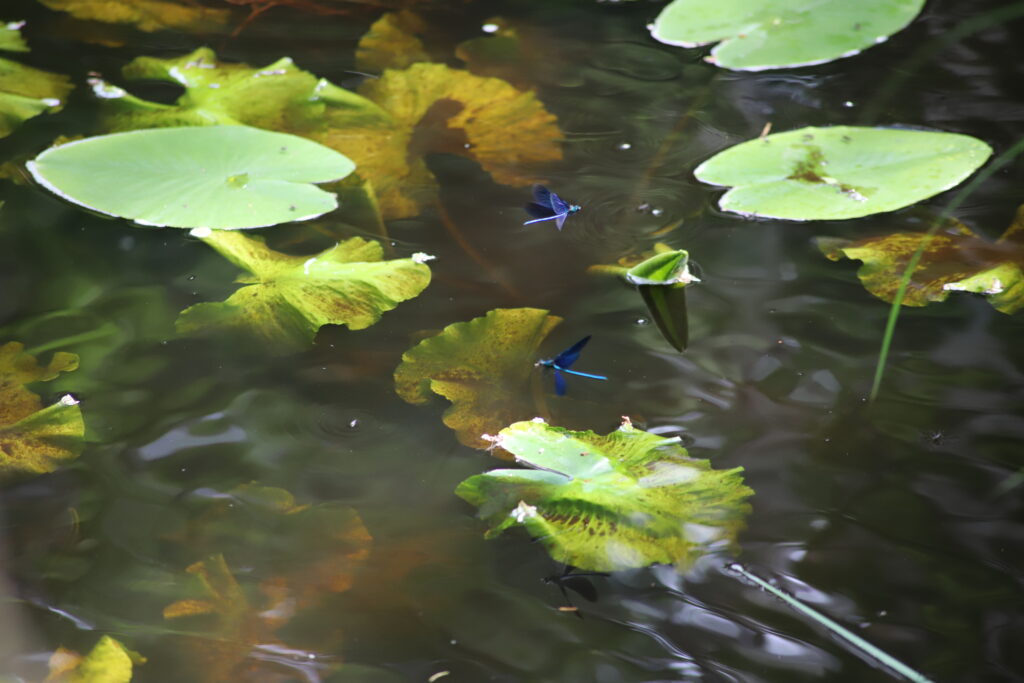 The surface of a pond, there are blue dragonflies flying above the surface and leaves of water lily floating on the surface 