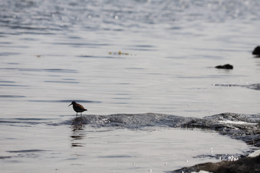 A small bird walking along the shoreline.