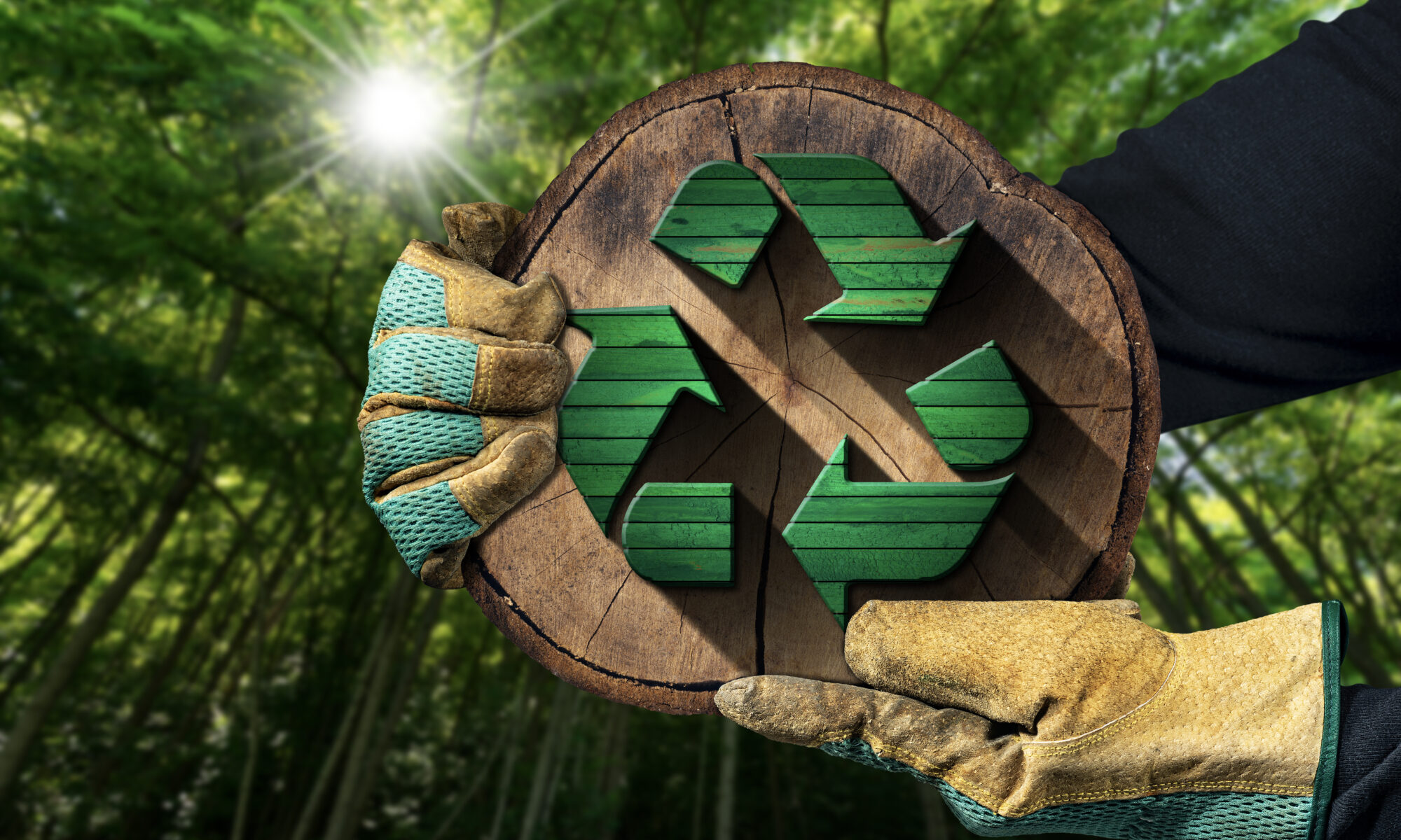 Hands with protective work gloves holding a recycling symbol made of green and brown wood inside of a cross section of a tree trunk. Sustainable Resources concept. Green forest on background.