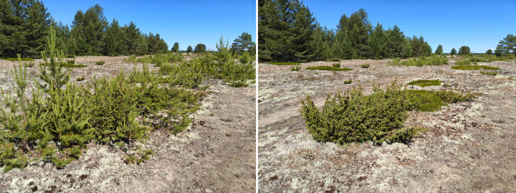 Vertailukuva Storsandin harmaasta dyynialueesta ennen ja jälkeen mäntytaimien poistamisen. Oikeanpuoleisessa kuvassa alue on avoimempi kunnostustyön jälkeen.