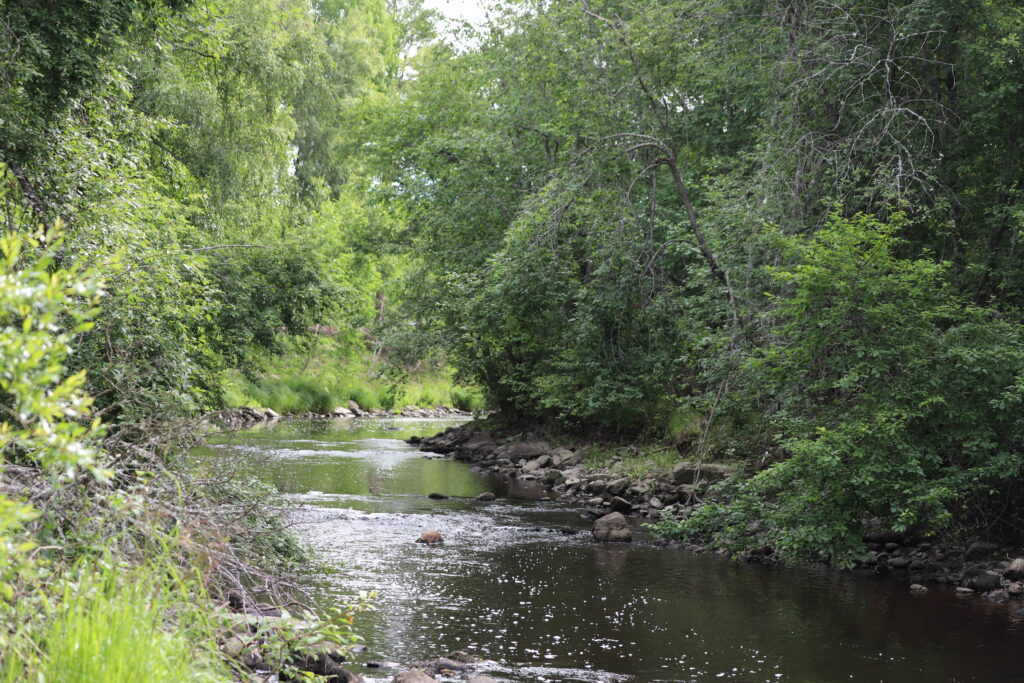 A flowing stream in green surroundings.