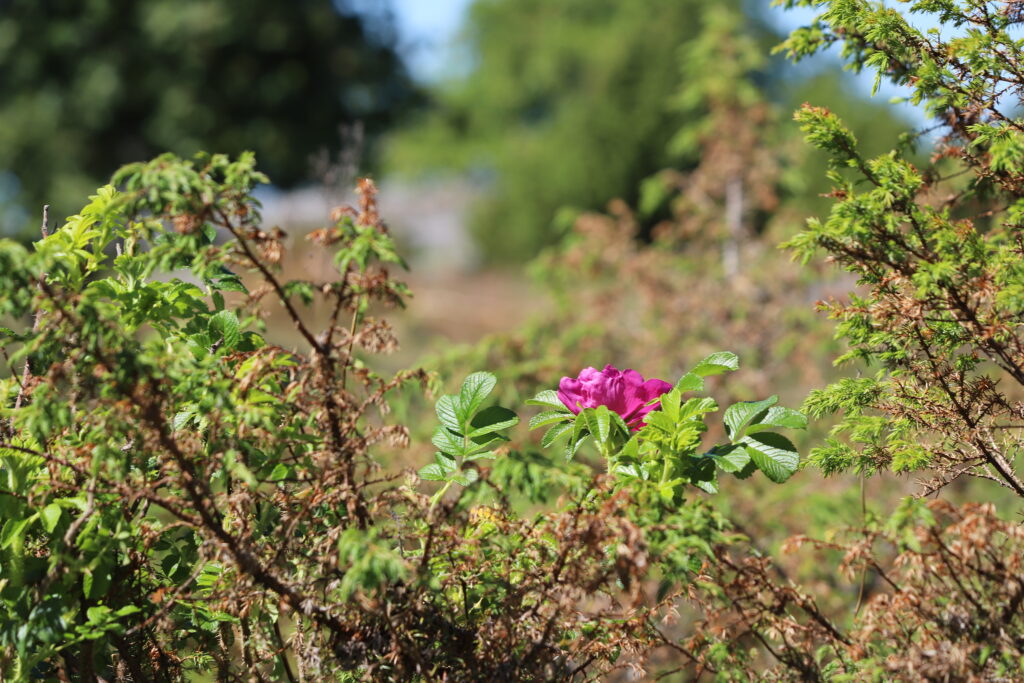 A wild rose (Rosa rugosa) in the middle of a green environment.
