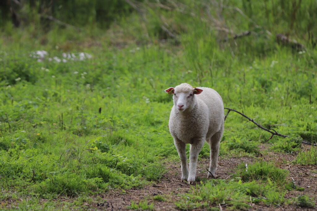 A curious sheep.